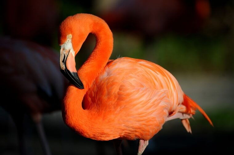zoo-miami-general-admission-ticket