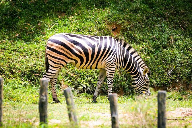 Zoo Negara and Panda Conservation Centre Tickets - The Sum Up: Is This Tour Worth It?