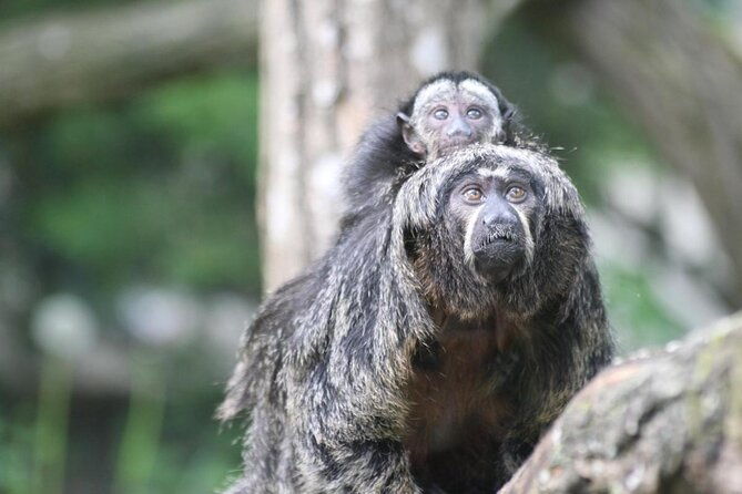 zoo-of-beauval-private-trip