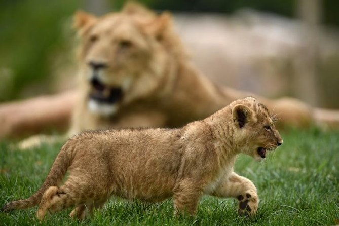 zoo-of-beauval-private-trip