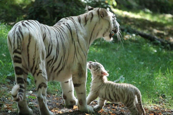 zoo-of-beauval-private-trip