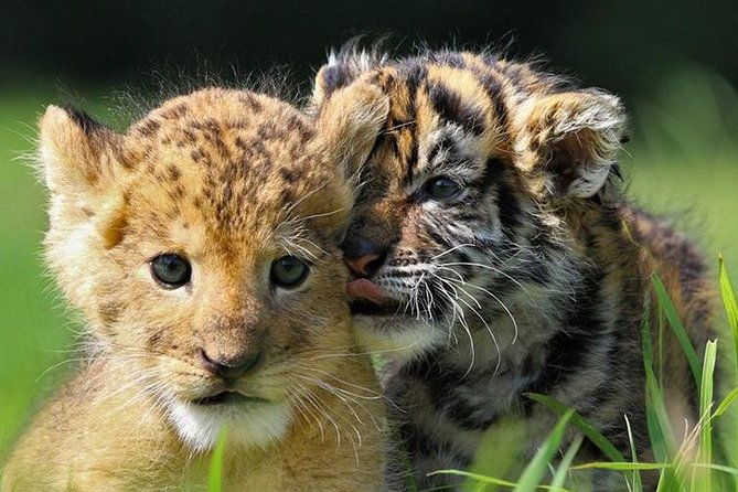 zoo-of-beauval-private-trip