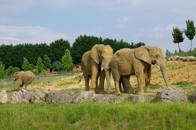 zoo-of-beauval-private-trip