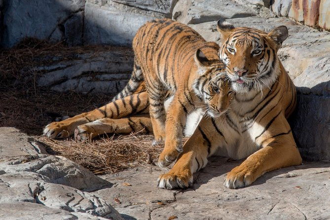 zootampa-at-lowry-park-admission-ticket