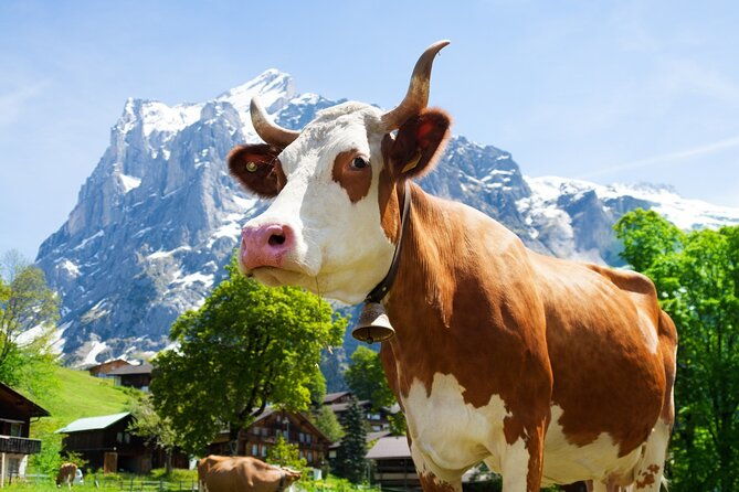 zurich-chocolarium-and-appenzeller-cheese-dairy-tour