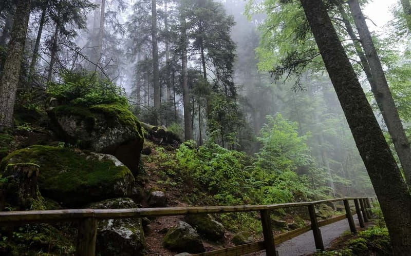 Zürich/Lucerne: Rhine Falls, Titisee & Black Forest Day Trip - Final Thoughts: Who Will Love This Tour?