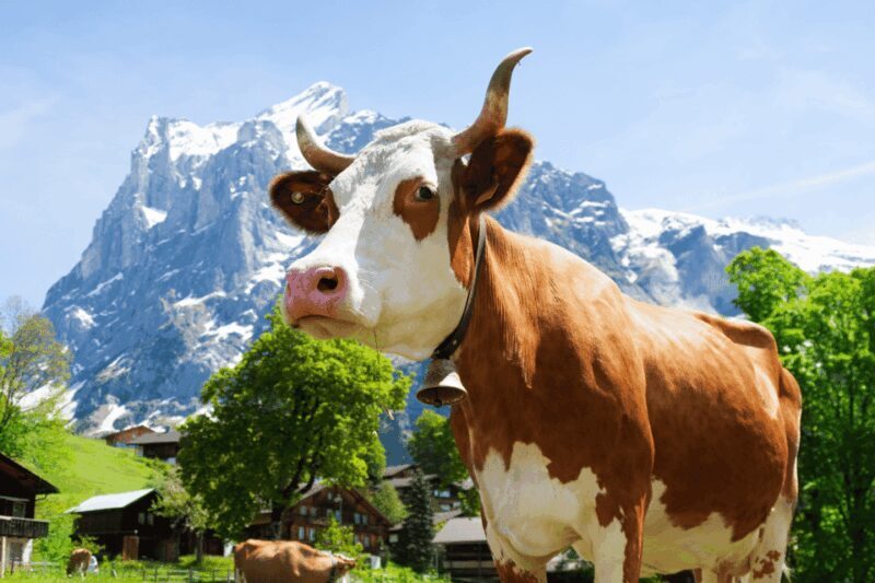 Zurich: Rhine Falls, Chocolate & Cheese Factory Day Trip - Authentic Experiences and Tour Highlights