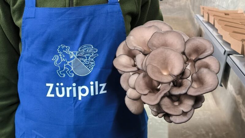 Zurich's best-kept secret: the hidden world of mushrooms! - Frequently Asked Questions