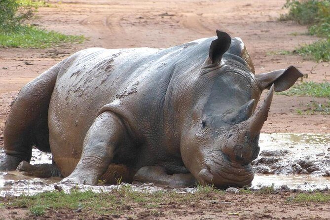 Zziwa Rhino Sanctuary Walking Safari - A Closer Look at the Zziwa Rhino Safari Experience