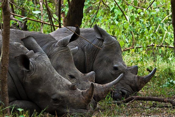 Zziwa Rhino Sanctuary Walking Safari - Summary: The Value and Who It’s Best For