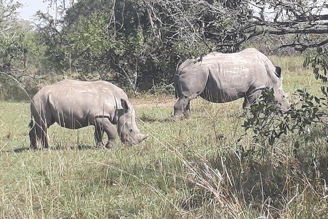 Zziwa Rhino Sanctuary Walking Safari - FAQ: Your Questions About Zziwa Rhino Sanctuary Walking Safari